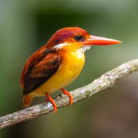 Rufous-backed Dwarf-Kingfisher